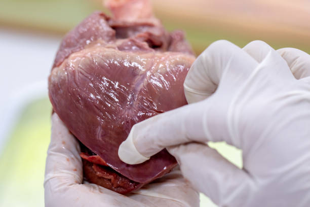 istock Student learning anatomy raw pig heart for education in laboratories. 1144494519