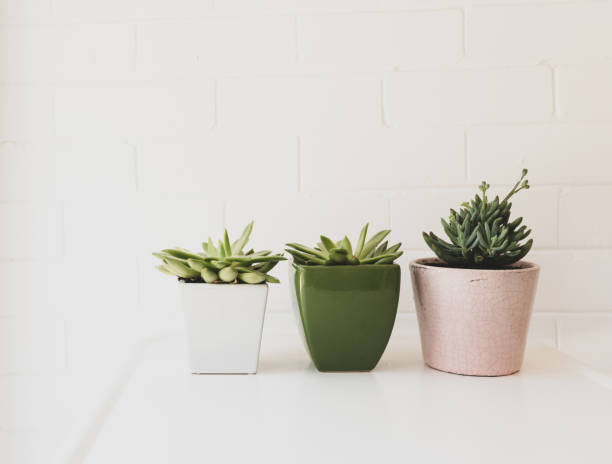istock Succulent plants in pots on white table 1144494784