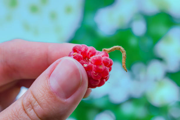 istock Red ripe raspberry with a worm hold the woman's fingers, 1144494791