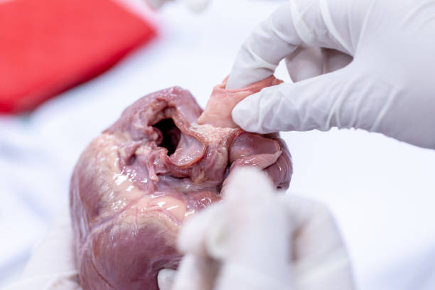 istock Student learning anatomy raw pig heart for education in laboratories. 1144494924