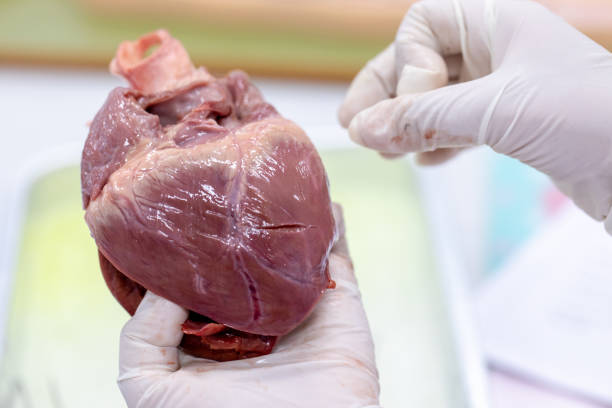 istock Student learning anatomy raw pig heart for education in laboratories. 1144495475