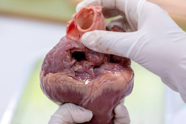 istock Student learning anatomy raw pig heart for education in laboratories. 1144495478