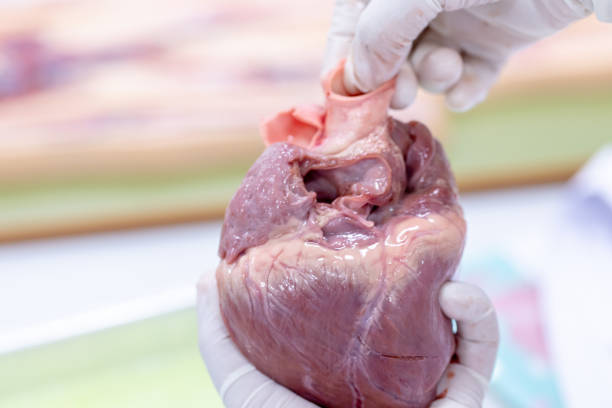 istock Student learning anatomy raw pig heart for education in laboratories. 1144495541