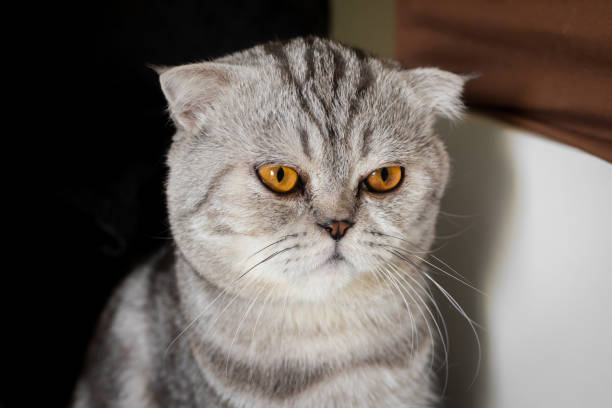 istock Portrait scottish fold cat in the room. 1144495714