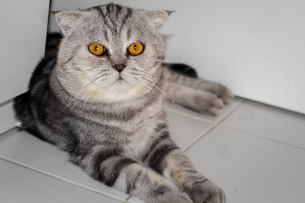 istock Scottish fold cat that crouched on the floor. 1144495727
