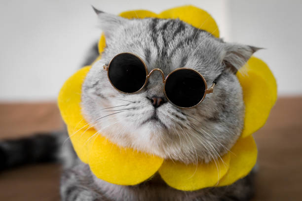 Scottish Fold Cat Are Wear Sunglass And Sunglasses Stock Photo