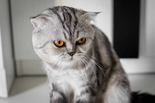 istock Portrait scottish fold cat in the room. 1144495740