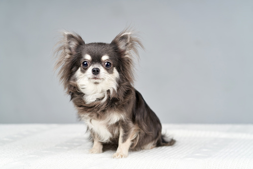 A black and tan cream color, a long haired coat, a male purebred dog Chihuahua. The dog is sitting with raised ears and looking at the camera. Studio shooting