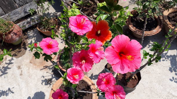 istock Most beautiful hibiscus flower 1144496153