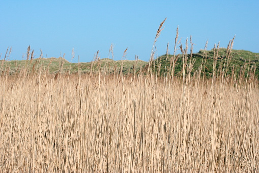 Close-up of the green grasses in the countryside. Rural and nature scene.