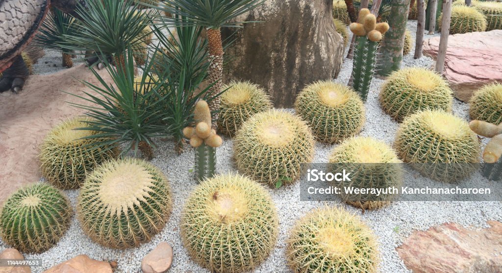 Cactus Tree4 Beautiful Cactus Tree Stock Photo - Download Image Now - Agricultural ...
