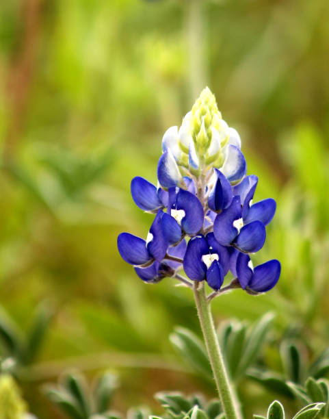 istock Close up picture of a bluebonnet 1144498376