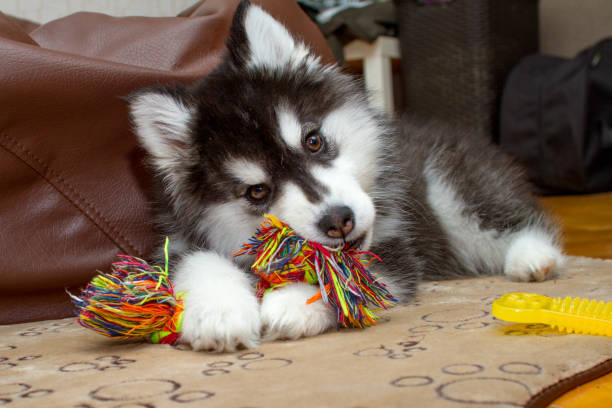Little husky dog playing with rope toy