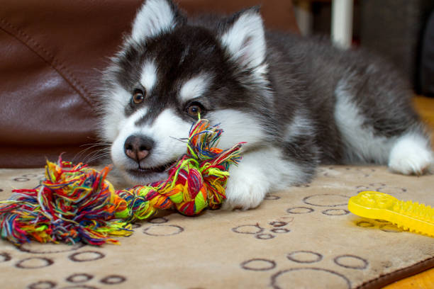 istock Little husky dog playing with rope toy 1144498408