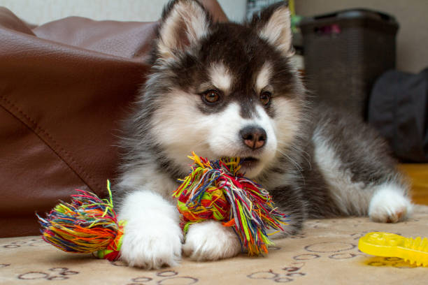 little husky dog playing with rope toy - siberian husky imagens e fotografias de stock
