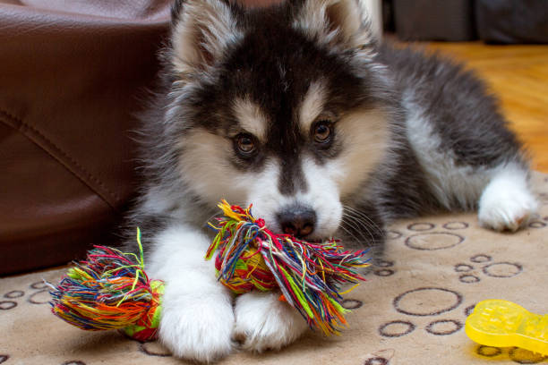istock Little husky dog playing with rope toy 1144498417