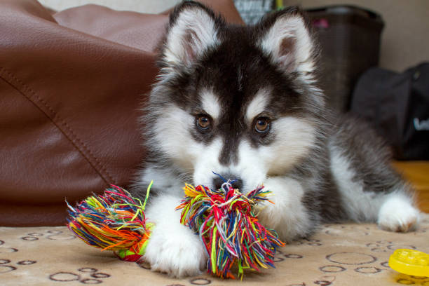 istock Little husky dog playing with rope toy 1144498425