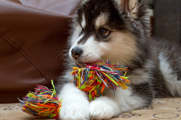 istock Little husky dog playing with rope toy 1144498440