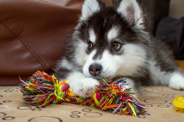 istock Little husky dog playing with rope toy 1144498454