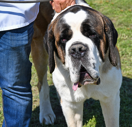 Portrait of a Saint Bernard dog