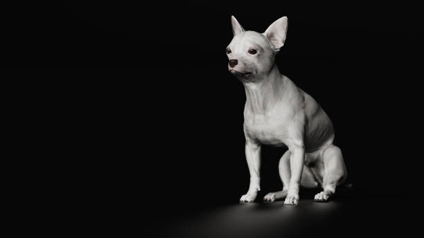 istock Chihuahua sitting on floor black background 3d render 1144500450