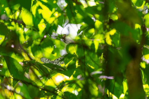 Khao Sok Lake National Park in Thailand. This is taken in the rainforest surrounding the lake and features native plants and sunbeams through the canopy. Here a black butterfly is caught in a sunbeam through the leaf canopy.