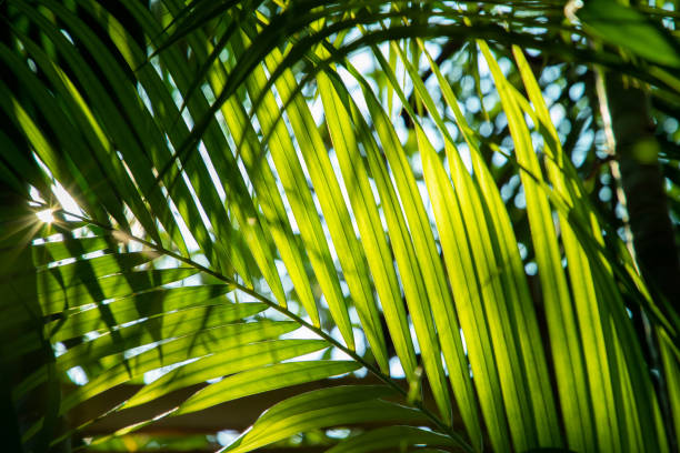 istock sun light through green palm leaf in summer. green tropical foliage with light and shadow. 1144501500