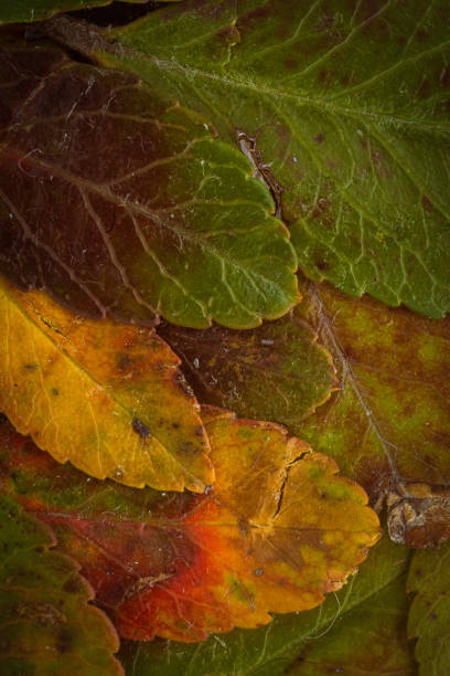 as folhas coloridas douradas fecham-se acima mostrar as cores brilhantes produzidas têm aproximações do outono. - 3109 - fotografias e filmes do acervo