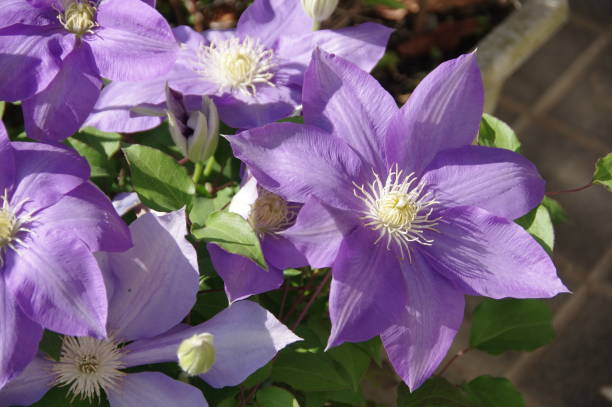 istock Clematis, Traveller’s joy, Leather flower 1144502333