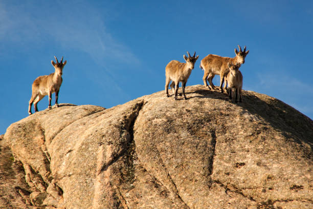 istock Wild goats on a stone in La Pedriza, Spain 1144502371