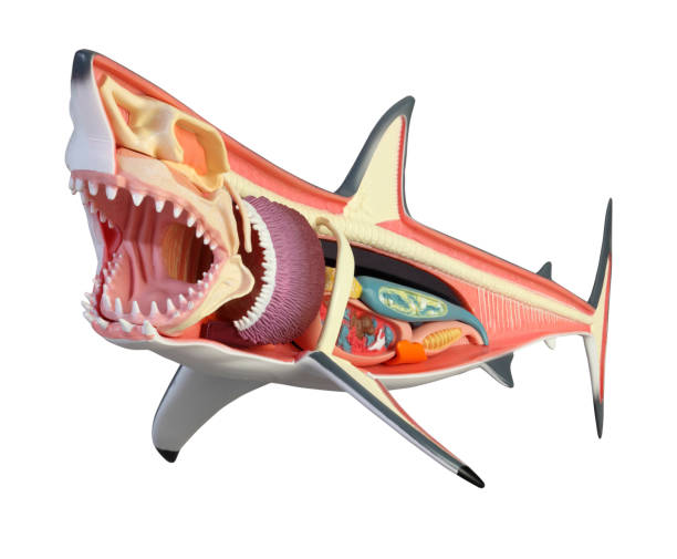 istock Anatomy of a shark 1144503241