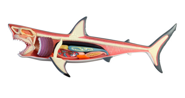 Anatomy of a shark Plastic great white shark toy dorsal fin stock pictures, royalty-free photos & images