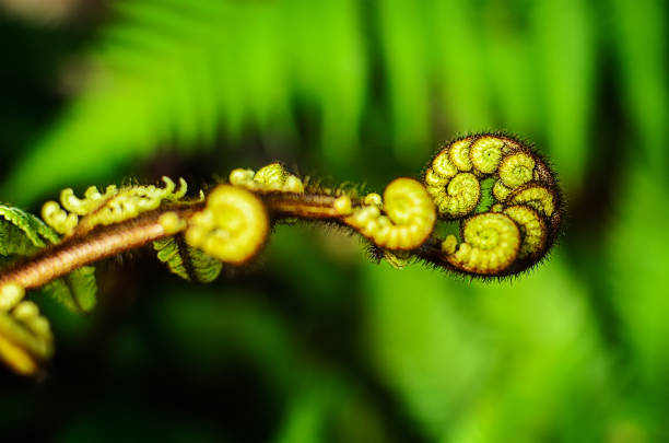 istock Curled  young leaf of fern. Close-up 1144504701