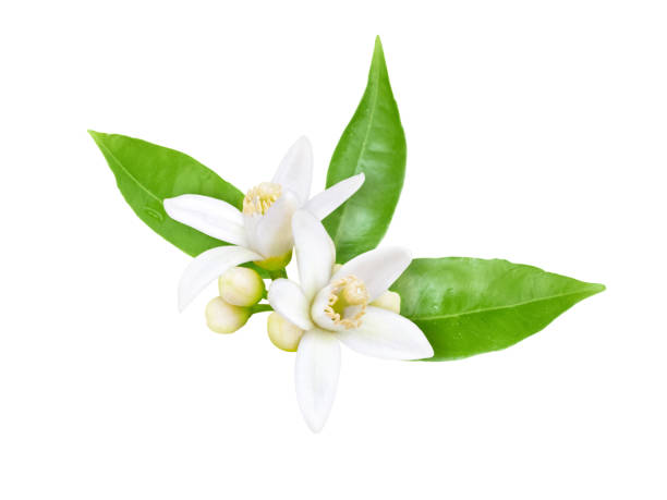 Orange tree white fragrant flowers, buds and leaves isolated on white. Orange tree white fragrant flowers, buds and leaves isolated on white. Neroli blossom. orange tree photos stock pictures, royalty-free photos & images