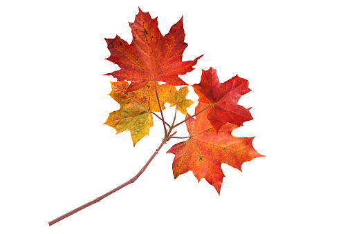 Canada maple branch with autumn red leaves isolated on white