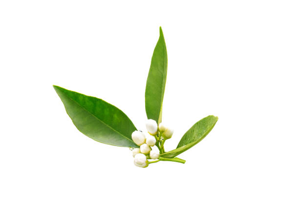 istock Neroli blossom. Azahar parfum flowering. 1144504971