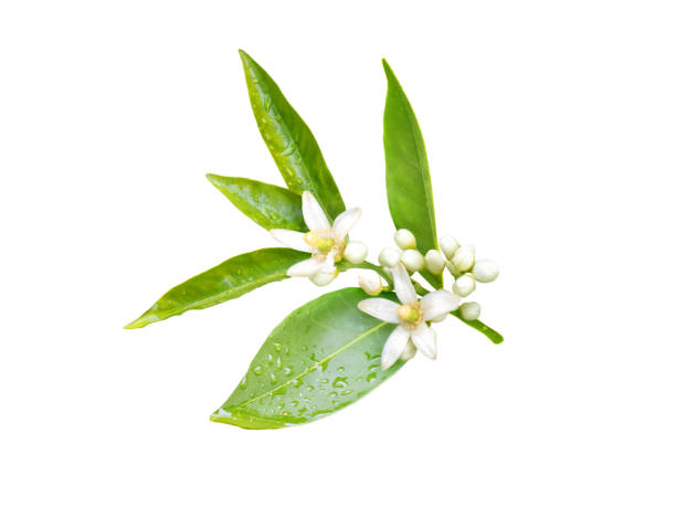 istock Orange tree branch with white fragrant flowers, buds and leaves isolated on white 1144504993