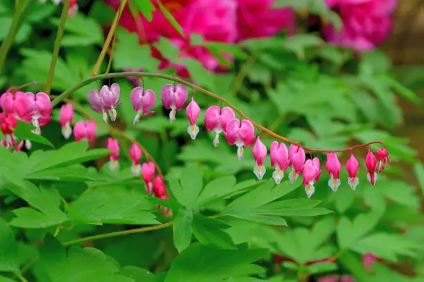 Native to Japan and some other East Asian countries, Lamprocapnos spectabilis (formerly called Dicentra spectabilis) is a late spring blooming perennial with heart-shaped, deep-pink flowers. Flowers dangle downward at regular intervals beneath long arching stems. Common name includes Bleeding heart and Lyre flower. Flowers also come in white color.