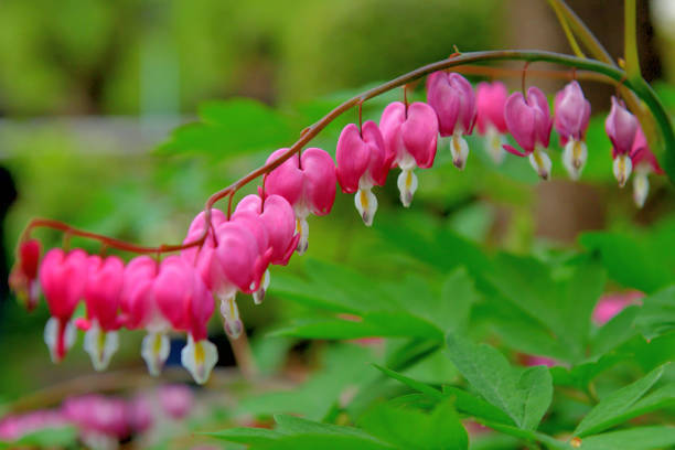 istock Bleeding heart / Lamprocapnos spectablis / Lyre Flower 1144506868