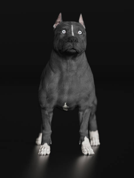 istock Pitbull shocked and surprised standing on black floor 3d render 1144507108