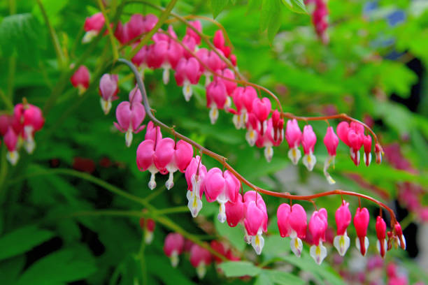 istock Bleeding heart / Lamprocapnos spectablis / Lyre Flower 1144507281
