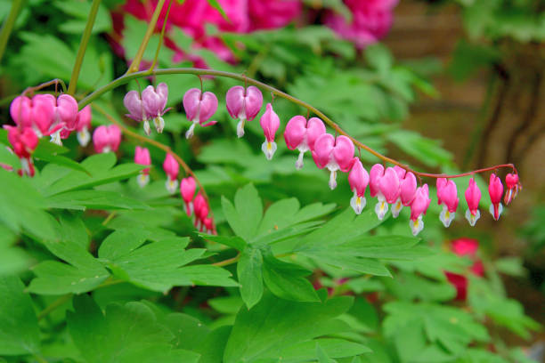 istock Bleeding heart / Lamprocapnos spectablis / Lyre Flower 1144507565