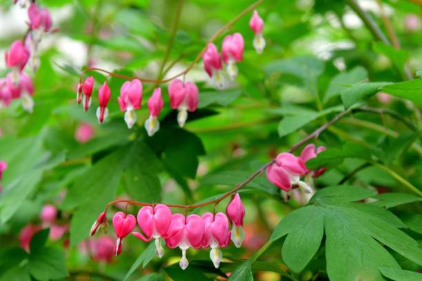 istock Bleeding heart / Lamprocapnos spectablis / Lyre Flower 1144507913