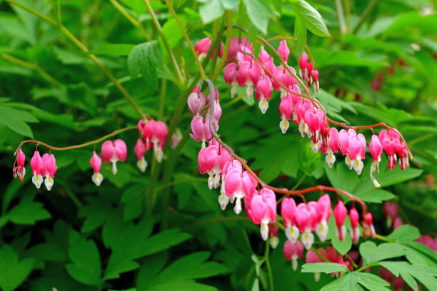istock Bleeding heart / Lamprocapnos spectablis / Lyre Flower 1144508122