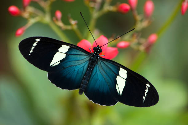 トップセーラ longwing の蝶の眺め - malachite butterfly ストックフォトと画像