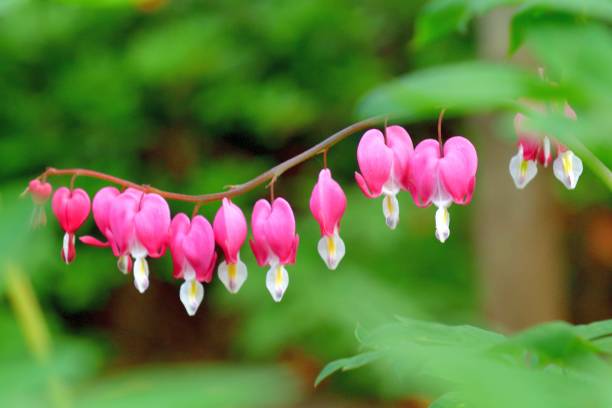 istock Bleeding heart / Lamprocapnos spectablis / Lyre Flower 1144508367