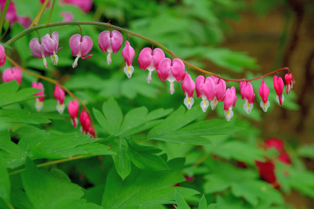 istock Bleeding heart / Lamprocapnos spectablis / Lyre Flower 1144508563