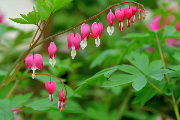 istock Bleeding heart / Lamprocapnos spectablis / Lyre Flower 1144508564