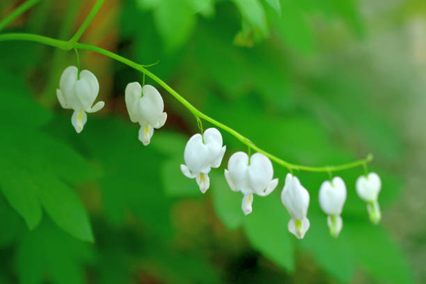 Dicentra, also known as bleeding-hearts. Spring blooms.