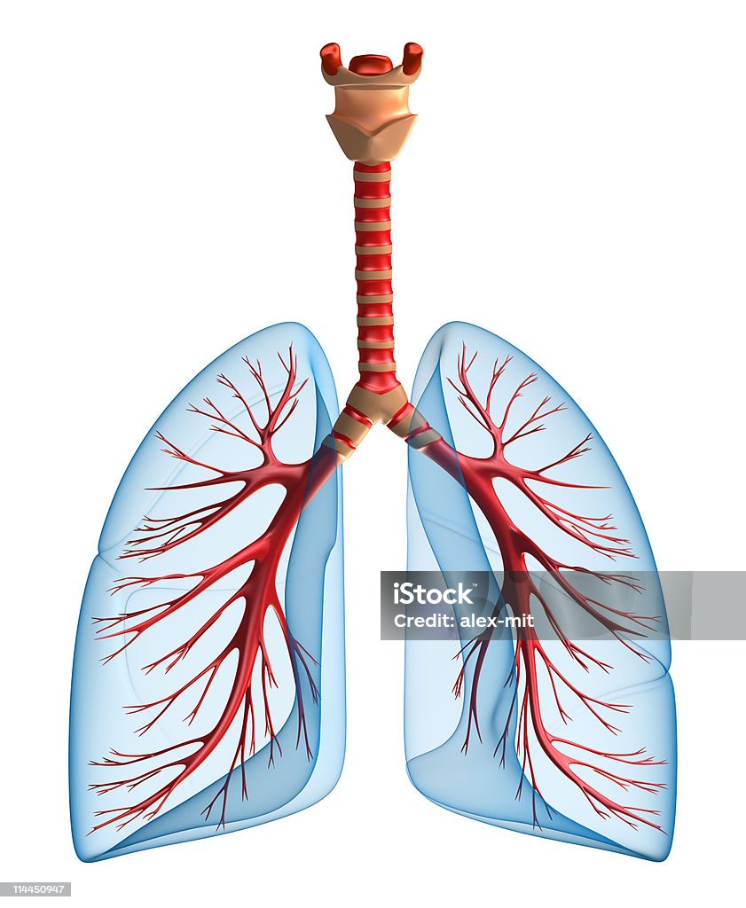 Poumons-système pulmonaire - Photo de Anatomie libre de droits